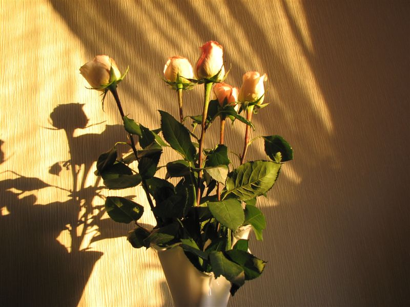 posted image