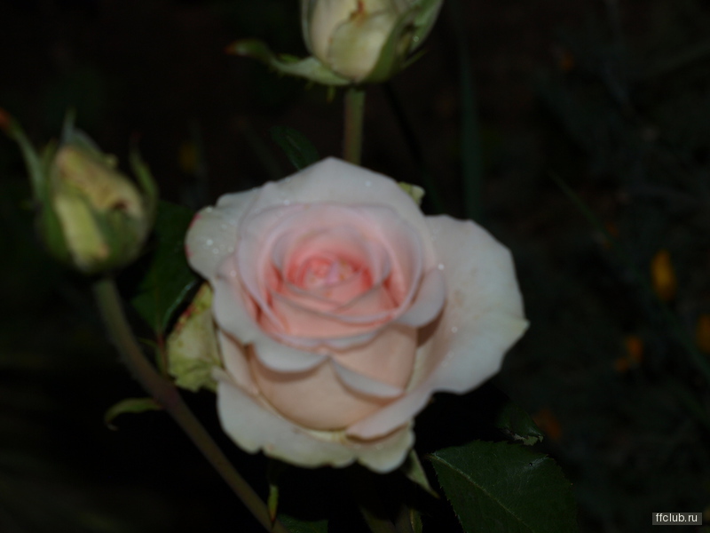 posted image