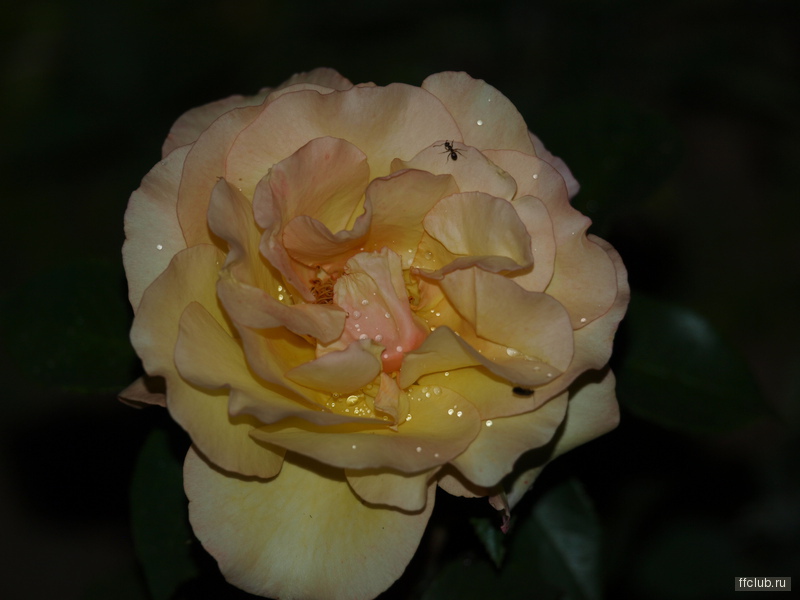 posted image