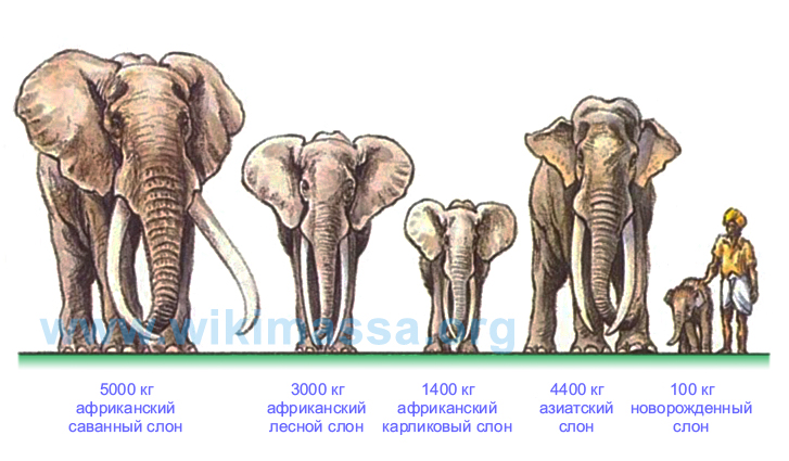 Какую длину имеют животные. Африканский саванный слон Размеры. Африканский саванный слон рост. Сколько весит Африканский слон. Индийский слон рост в холке.