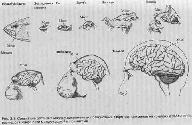 Мозг кошки фото