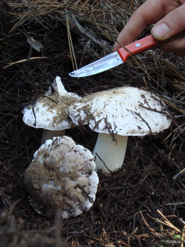 Съедобные грибы ростовской области с фото
