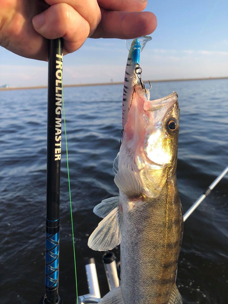 Судак на троллинг спиннинг. Ловля судака в финляндии. Уловистые воблеры на судака троллингом. Судак на троллинг спиннинг. Судак на троллинг спиннинг.