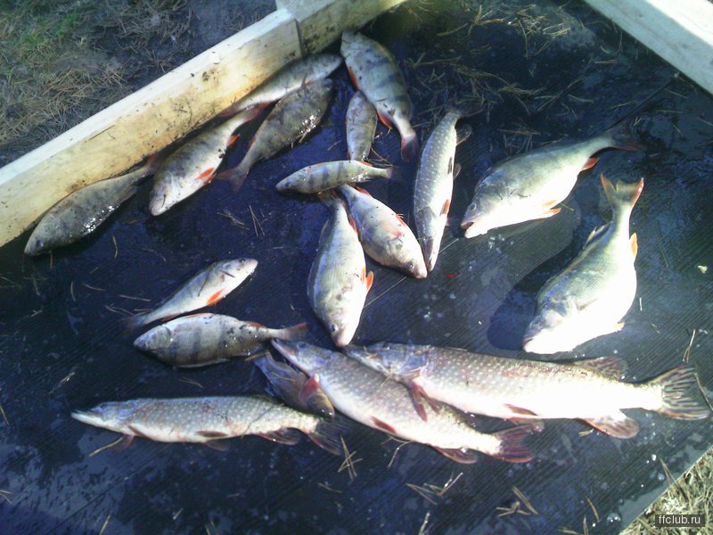 Озеро тюмень рыбалка. Озеро Андреевское Тюмень рыбалка. Гурино озеро Тюмень. Озеро Гурино Тюмень рыбалка. Озеро Гурино рыбалка.