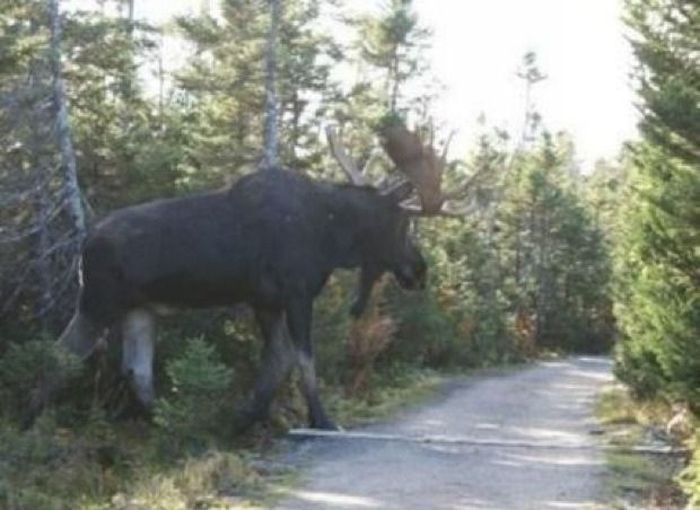 Масса оленя. Сохатый вес. Сколько живут лоси. Сколько весит лось. Самый большой лось.